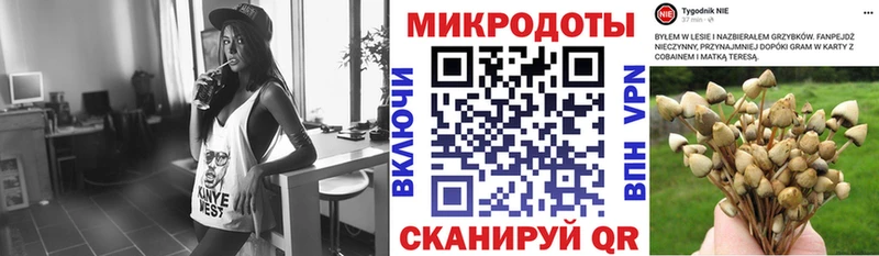 Купить  Медынь  Псилоцибиновые грибы Psilocybe 